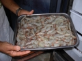 Shrimp